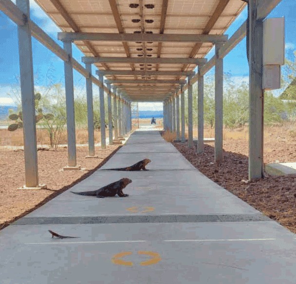 Iguanas en el sendero techado del aeropuerto de Baltra, Galápagos
