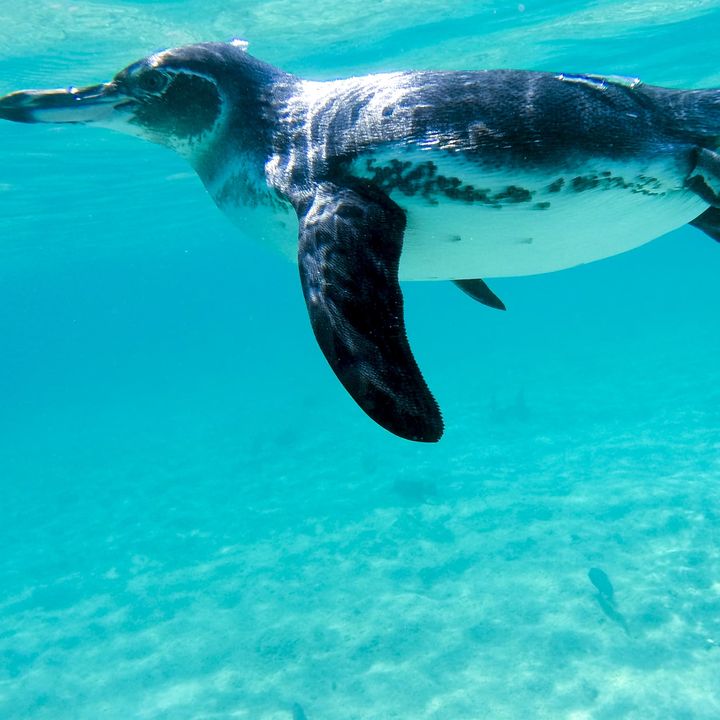 Pingüino de Galápagos nadando en aguas de Isabela