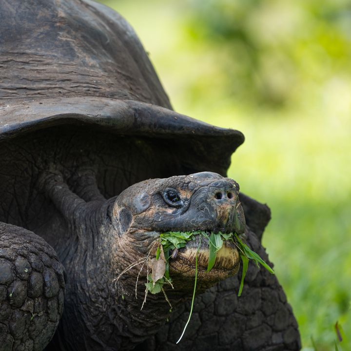 Tortuga gigante en la parte alta de Santa Cruz
