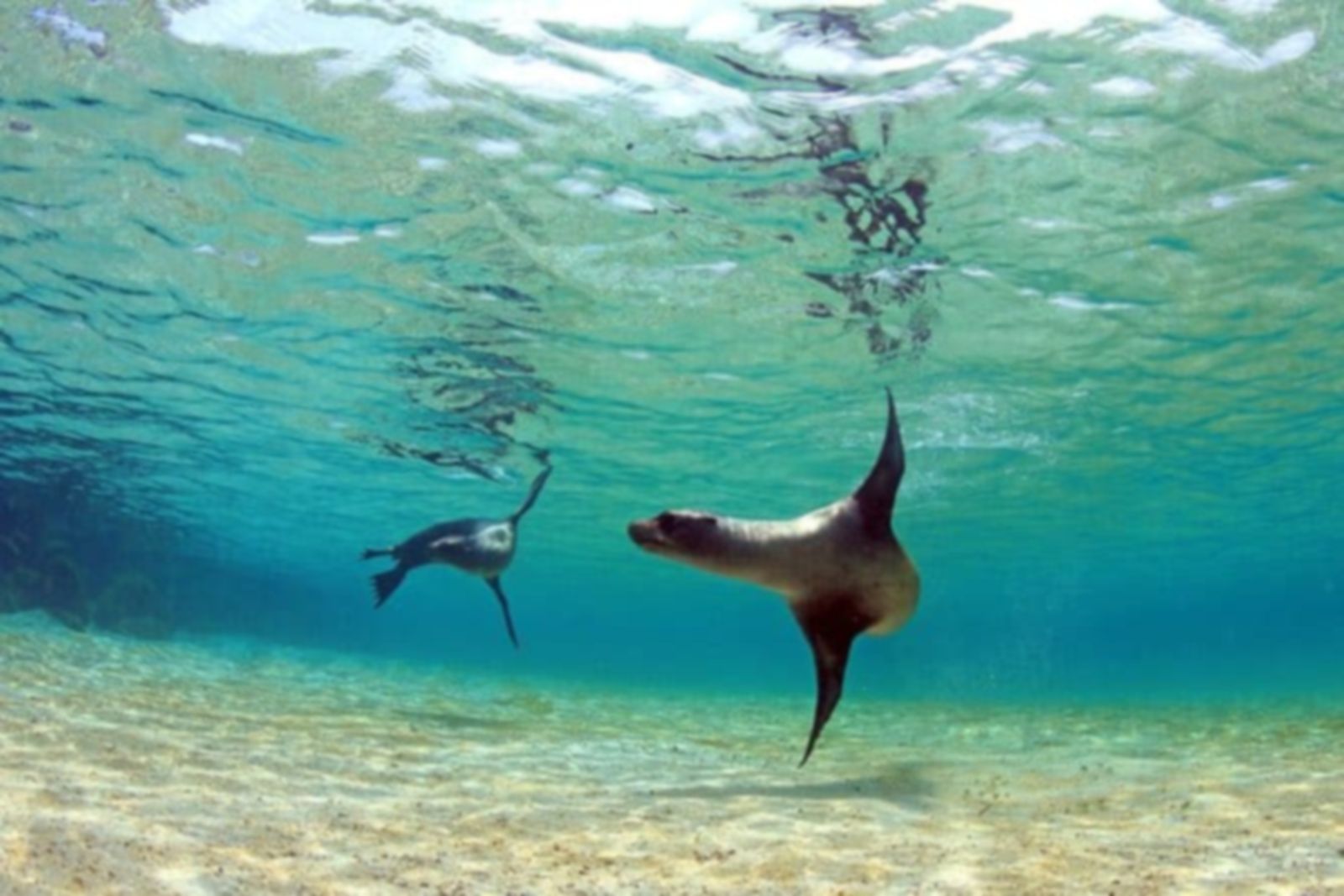 Galápagos Adventours